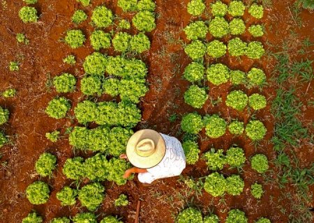 Com 80 mil famílias, MS contempla agricultura familiar com projetos inclusivos e inovadores