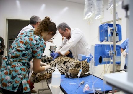 Onças-pintadas Miranda e Antã seguem em recuperação no Ayty após resgates no Pantanal de MS