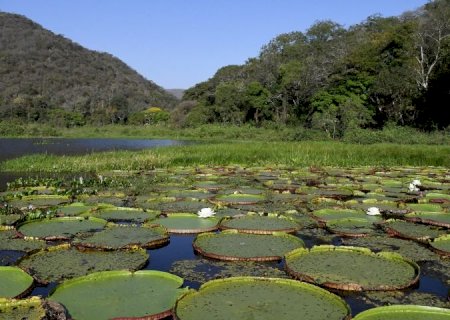 Para desenvolvimento do Brasil, Governo de MS participa de Pacto pela Transformação Ecológica