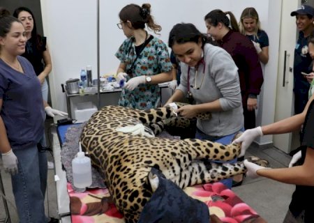 Onças-pintadas: Miranda se restabelece com cura das patas, enquanto Antã segue em cuidados especiais