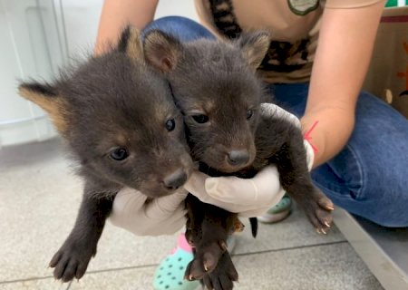 Três animais silvestres são resgatados e encaminhados ao Hospital Ayty do Imasul