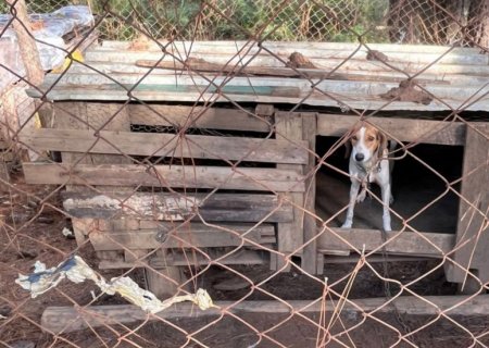 Homem é preso em flagrante por maus-tratos a animais em Itatinga
