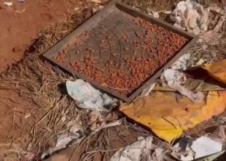 Dez cães são resgatados em Jaú por maus-tratos; tutor foi preso