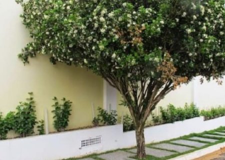 Campo Grande acompanha Lei Estadual e proíbe plantio, comércio e transporte de murta no município