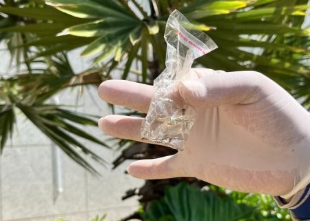 Boletim Epidemiológico: MS registra 8.372 casos confirmados de dengue