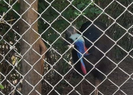 Zoo de Bauru fecha o ano de 2025 com novos 'moradores'; conheça | G1