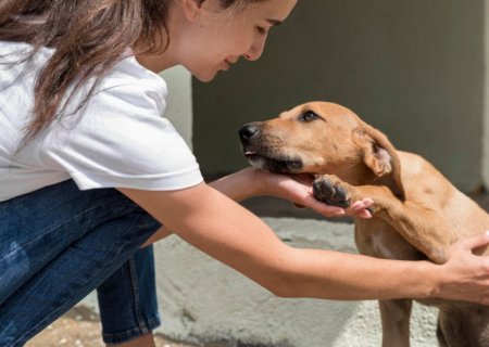 Projeto de lei quer permitir dedução no IR para quem doar a ONGs de proteção animal
